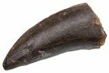 Fossil Tyrannosaur Tooth - Judith River Formation #231278-1